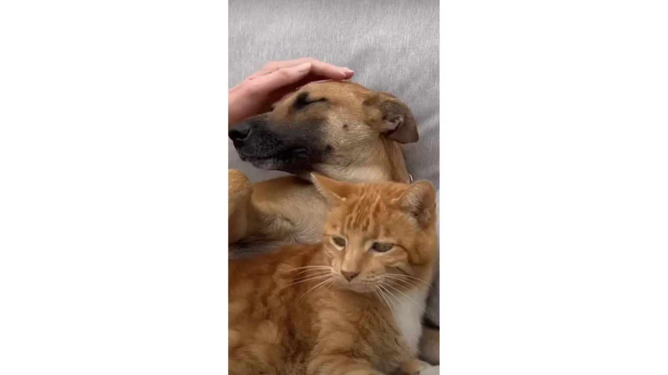 Cachorro que vivia em depósito de lixo é resgatado