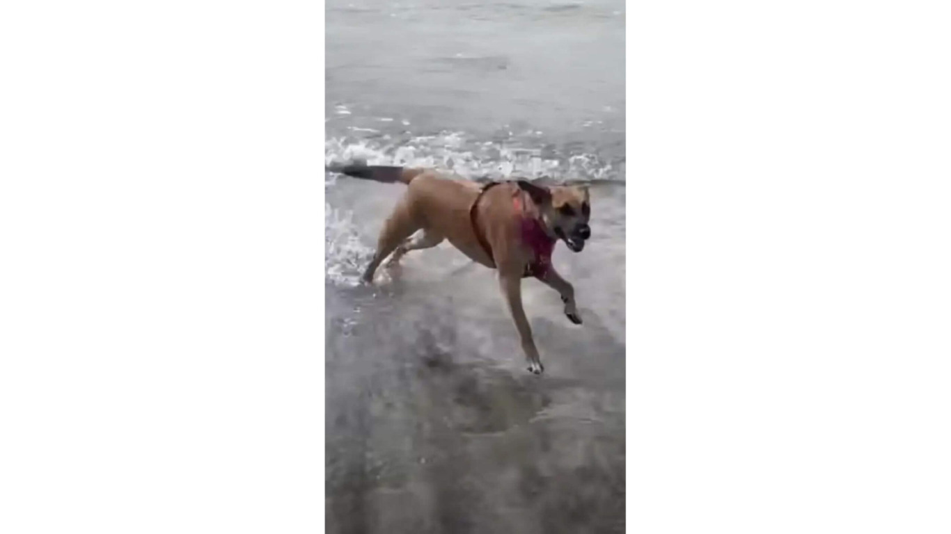 Cachorro que vivia em depósito de lixo é resgatado