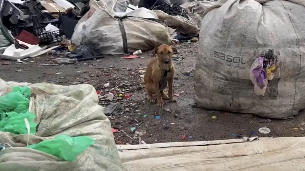Cachorro que vivia em depósito de lixo é resgatado