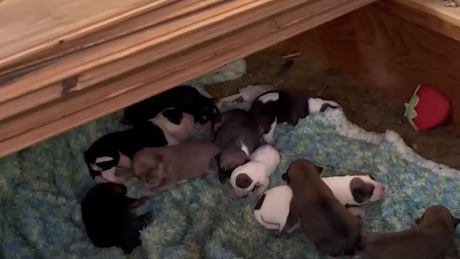 Filhotes de cachorro