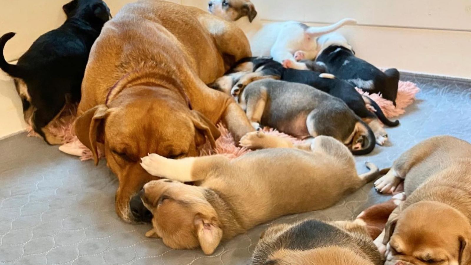 Cachorro com filhotes