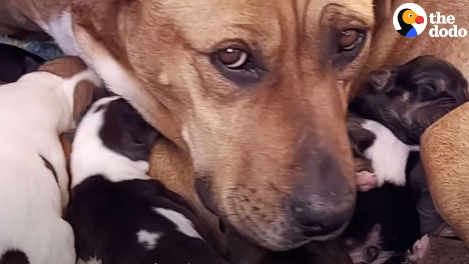 Cachorro com filhotes