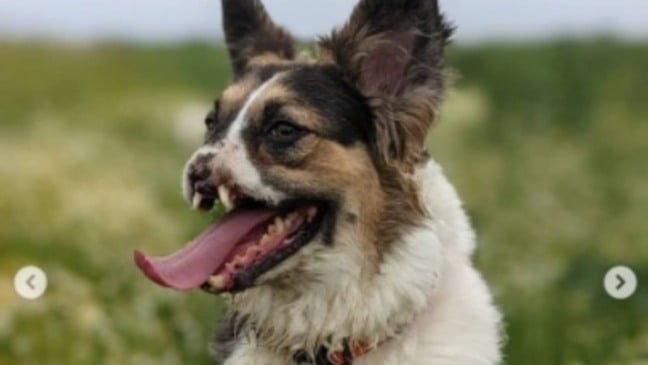 Cachorro em campo de flores