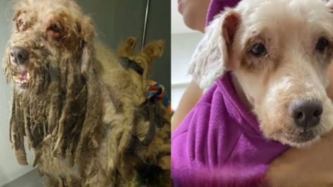 Scooby: antes e depois