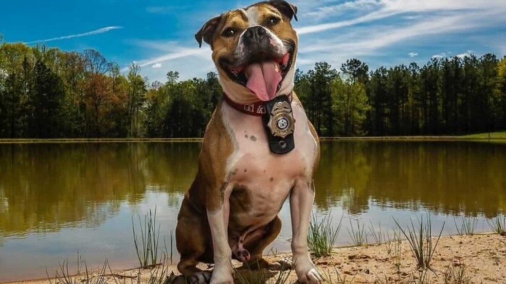 Cachorro com distintivo policial