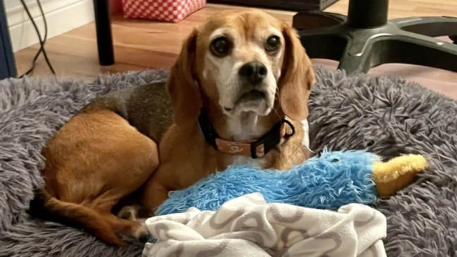 Cachorro resgatado de laboratório de testes