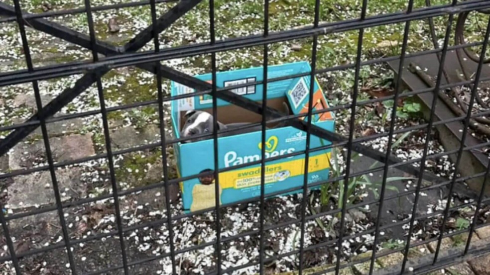 Filhote de cachorro pit bull branco e cinza dentro de uma caixa de fraldas Pampers.