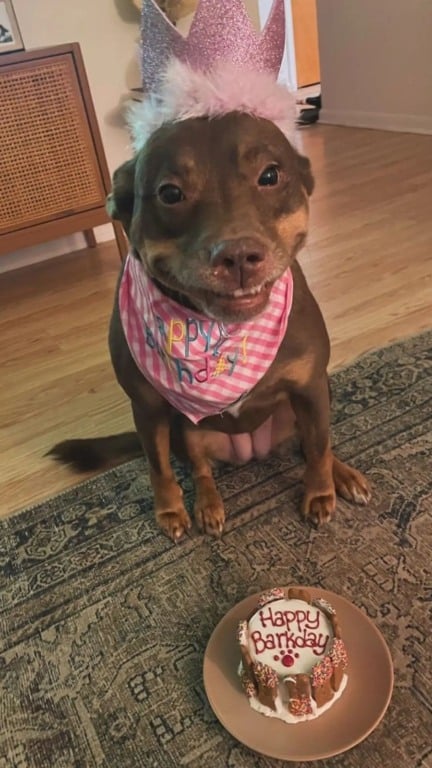 Cachorro resgatado faz 7 anos e comemora com festa de aniversário surpresa