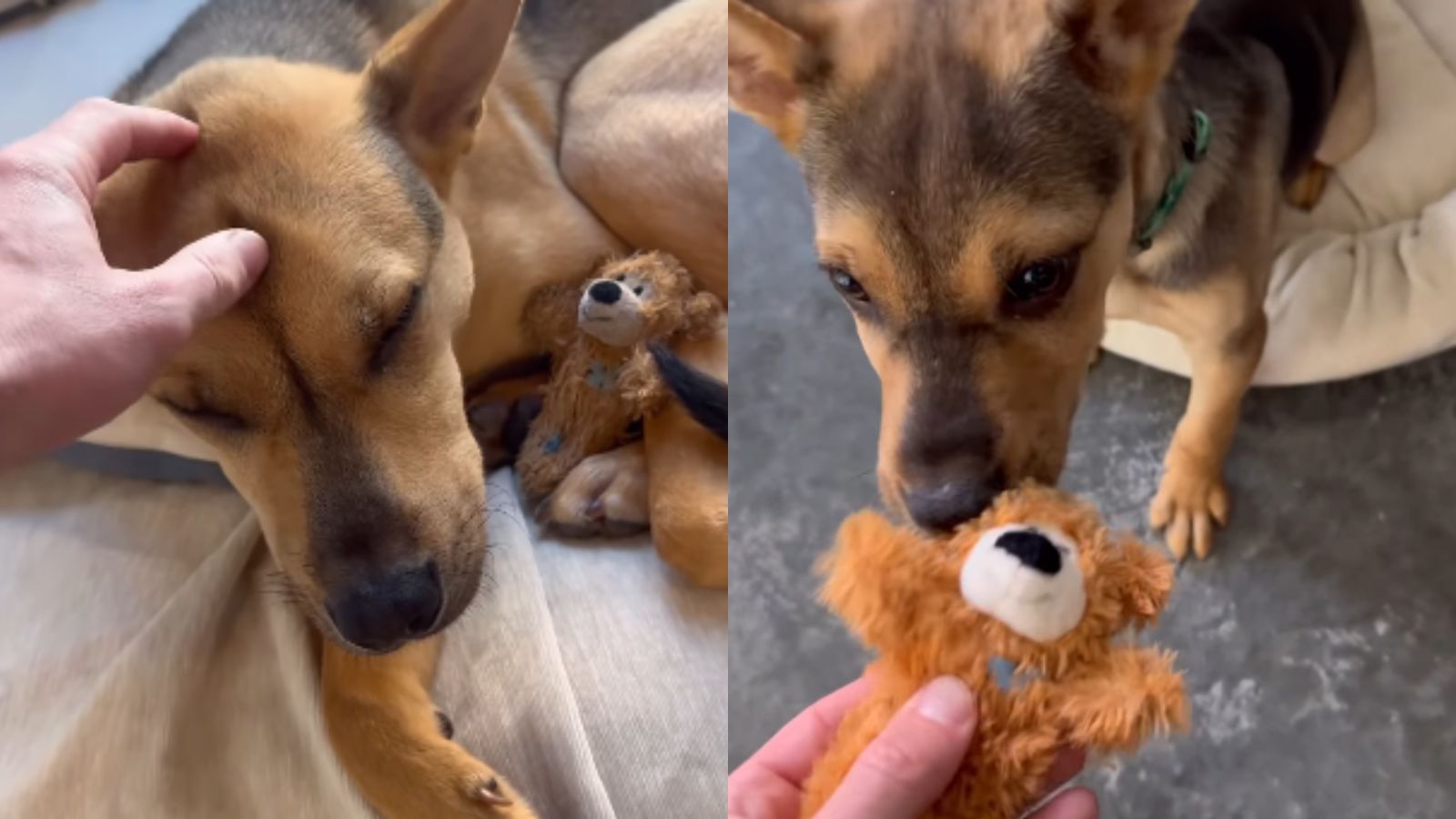 Cachorro com brinquedo