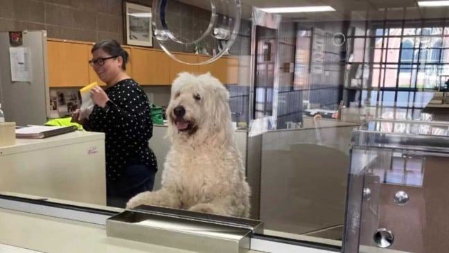 Cachorro em delegacia