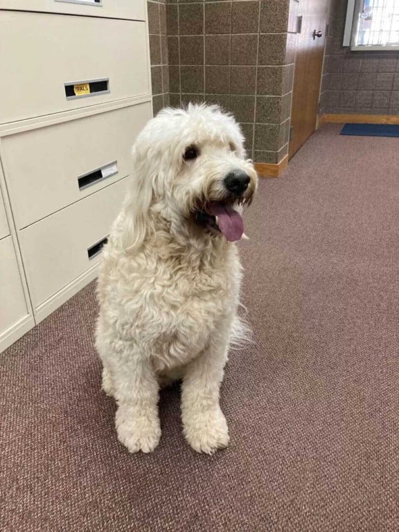 Cachorro em delegacia