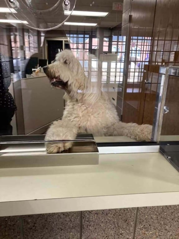 Cachorro em delegacia