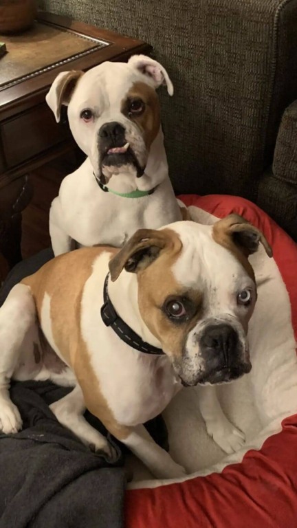 Cachorros resgatados são pai e filho