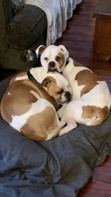 Cachorros resgatados são pai e filho