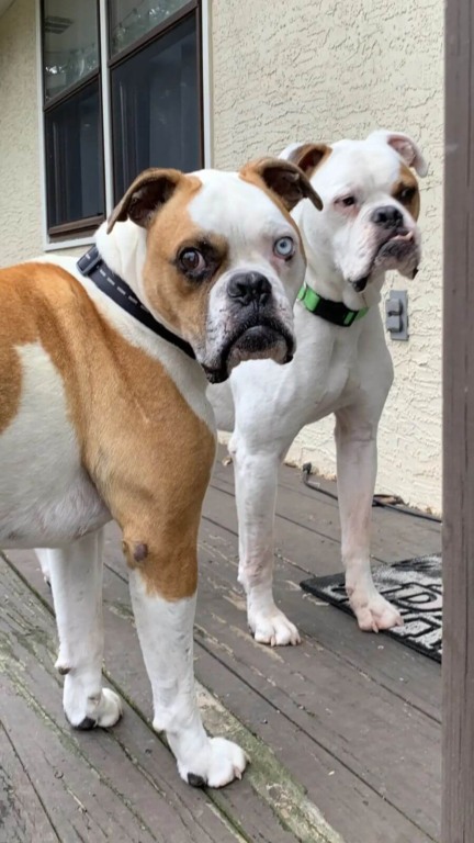 Cachorros resgatados são pai e filho