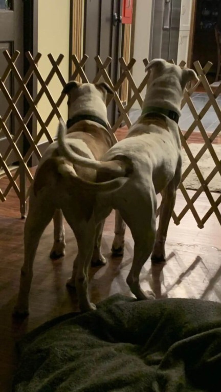 Cachorros resgatados são pai e filho