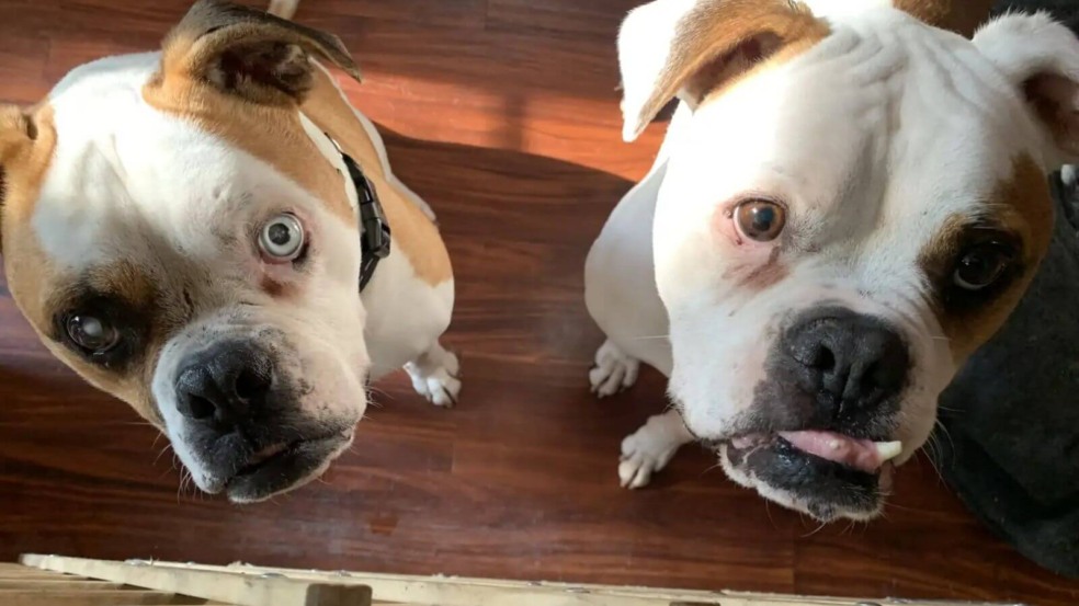 Cachorros resgatados são pai e filho