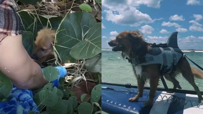 Cachorro resgatado viaja o mundo e participa de casamento dos novos tutores