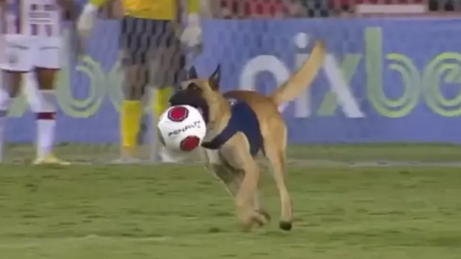 Cão rouba bola
