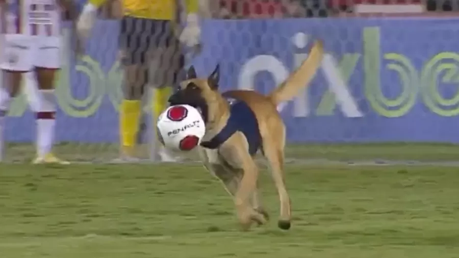 Cão rouba bola Cão rouba bola