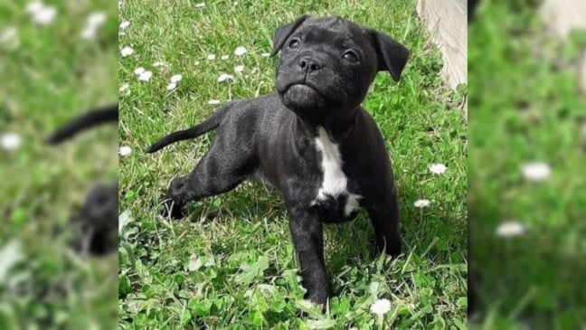 filhote de cachorro em um parque