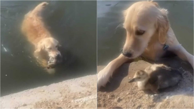 Cachorro nadando com ganso