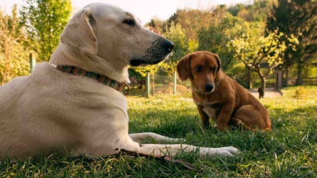 Cachorros em gramado