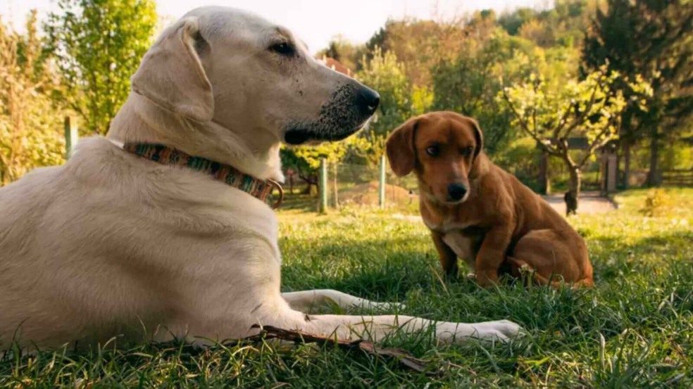 Cachorros em gramado