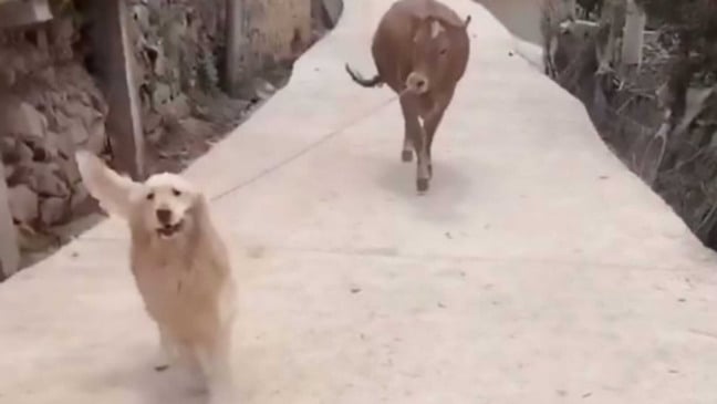 Cachorro levando vaca por coleira