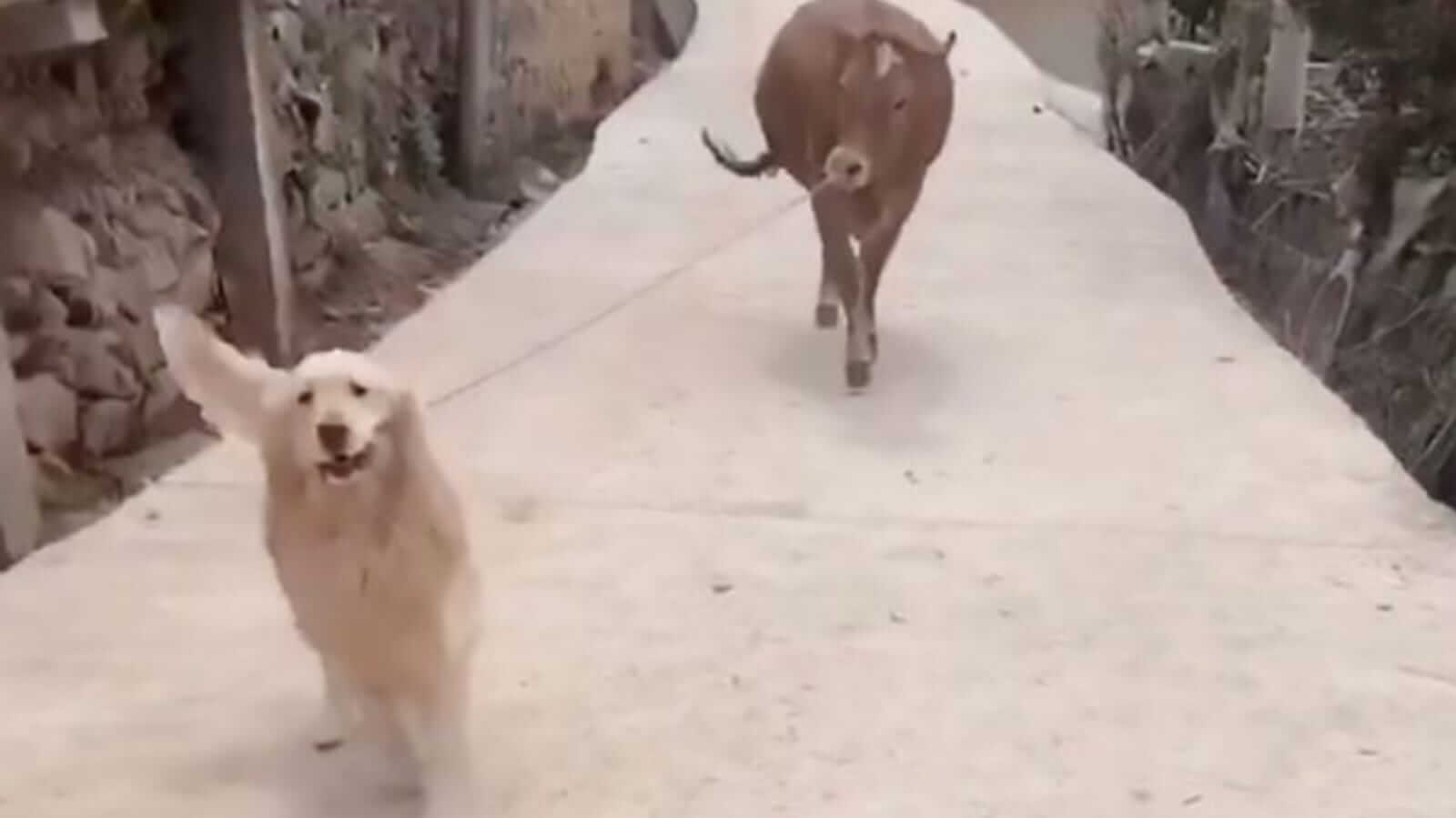 Cachorro levando vaca por coleira