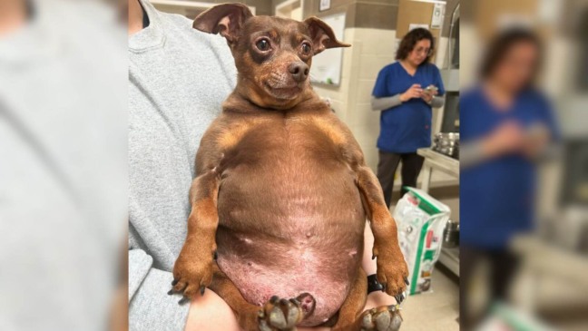 Foto: Reprodução/Marin Humane/The Dodo