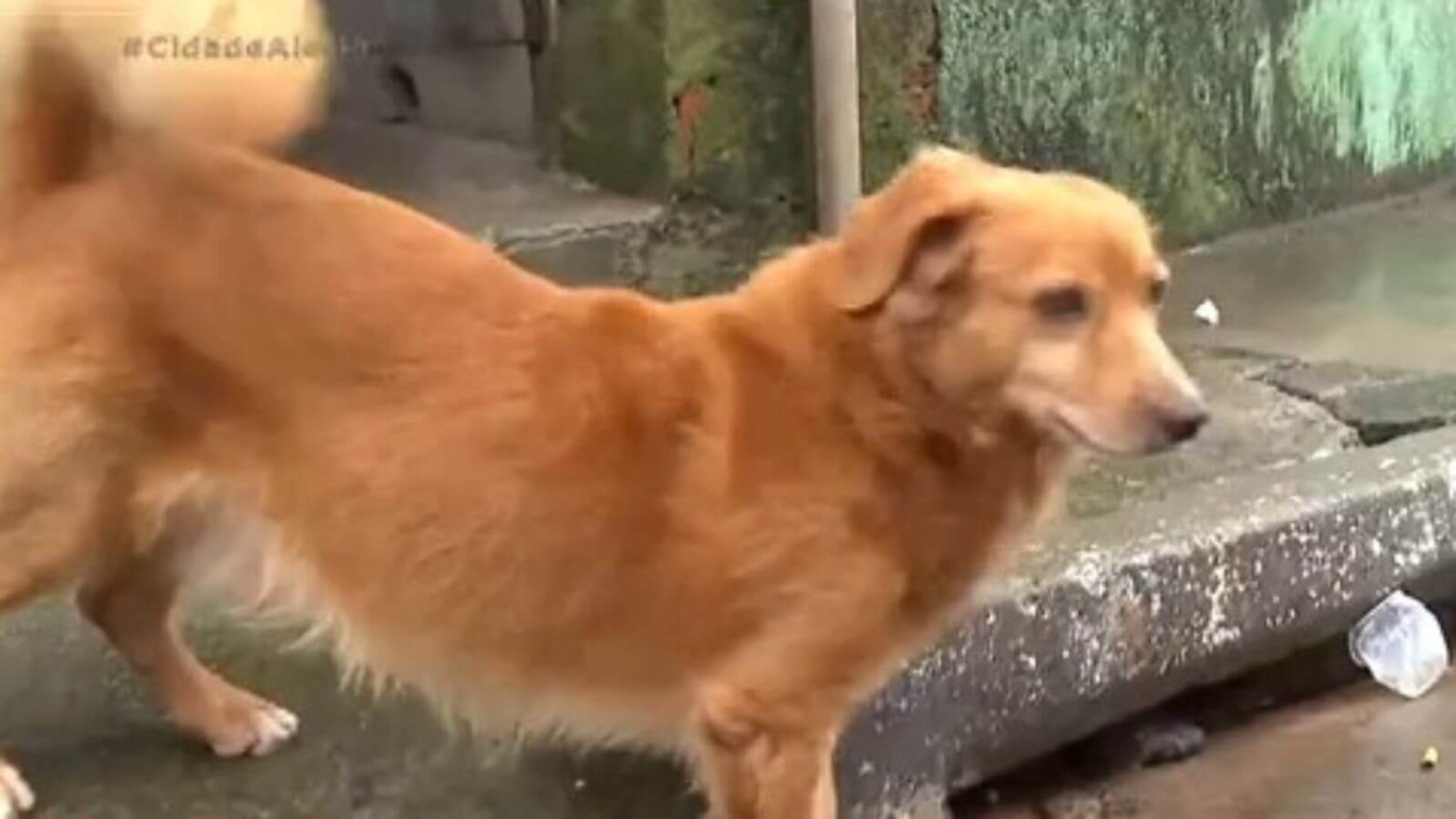 Cachorro caramelo