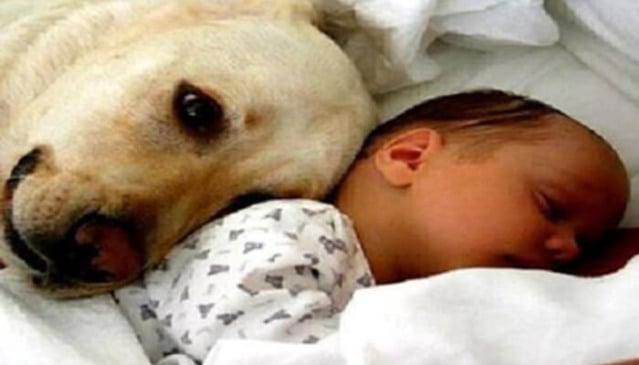 Cachorro salva bebê abandonado em saco plástico