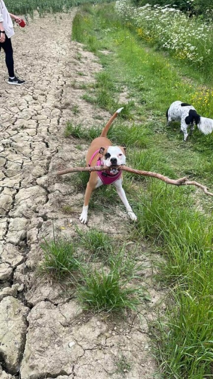 Cachorro com galho na boca