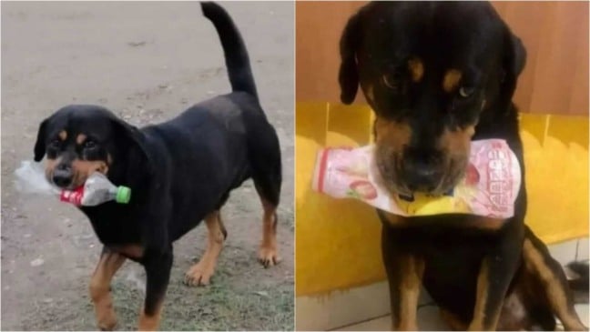 Cachorro com garrafas na boca