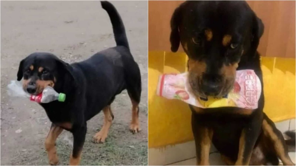 Cachorro com garrafas na boca Cachorro com garrafas na boca