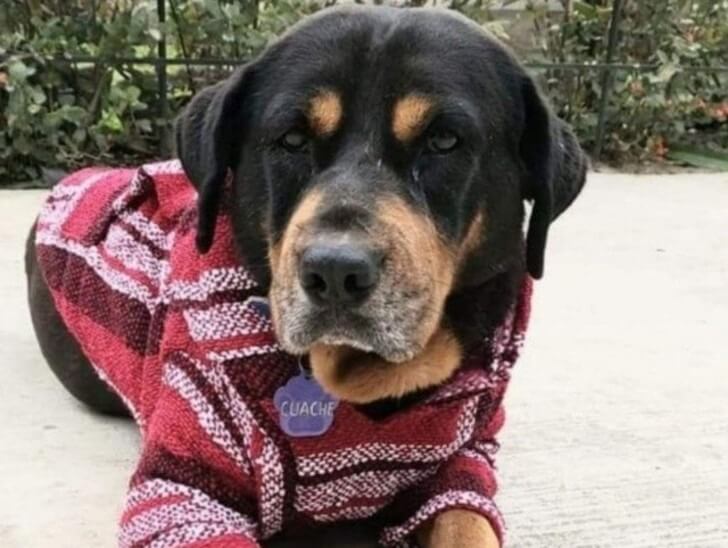 Cachorro usando suéter