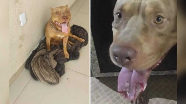 Pitbull com língua machucada