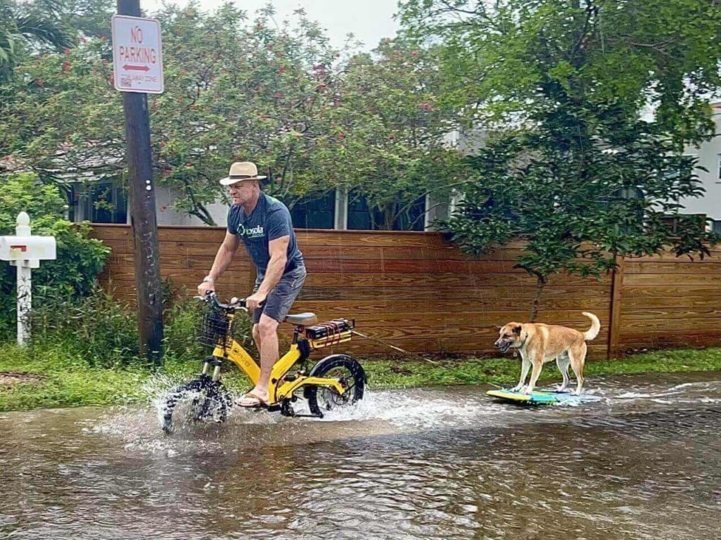 Cachorro surfando em rua inundada