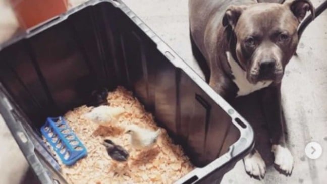 Cachorro ao lado de pintinhos