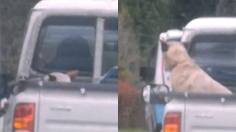 Cachorro em carroceria de caminhonete