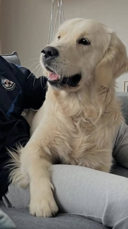 Cachorro se finge de morto para não voltar para casa após passeio