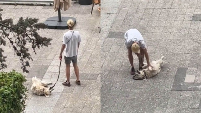 Cachorro se finge de morto para não voltar para casa após passeio