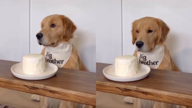 Foto: Reprodução/TikTok | lizaleneex