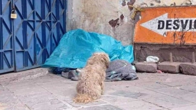 Cachorro sentado em calçada