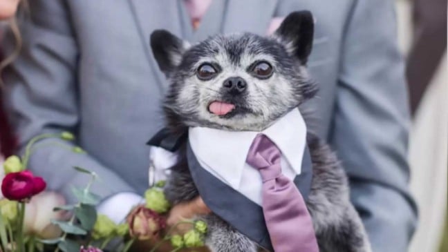 Cachorro com terno e gravata