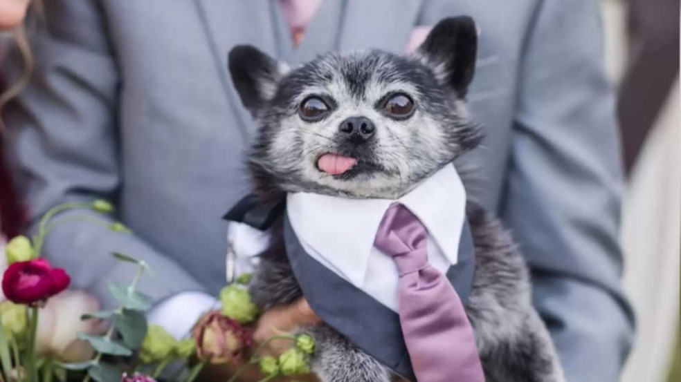 Cachorro com terno e gravata Cachorro com terno e gravata