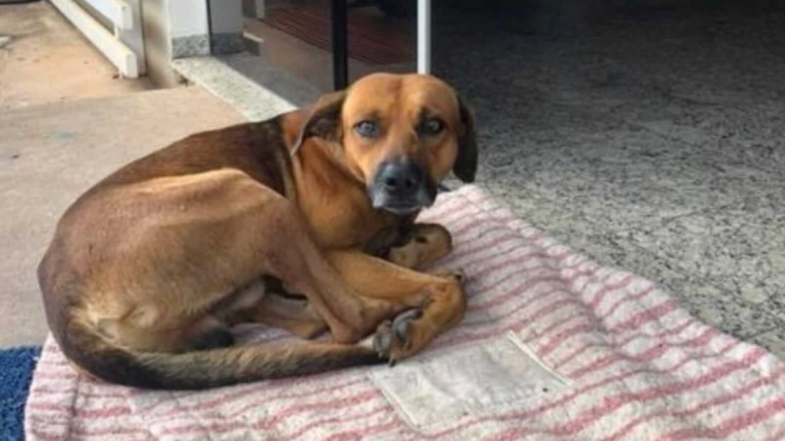 Cachorro deitado em calçada
