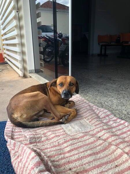 Cachorro deitado em calçada