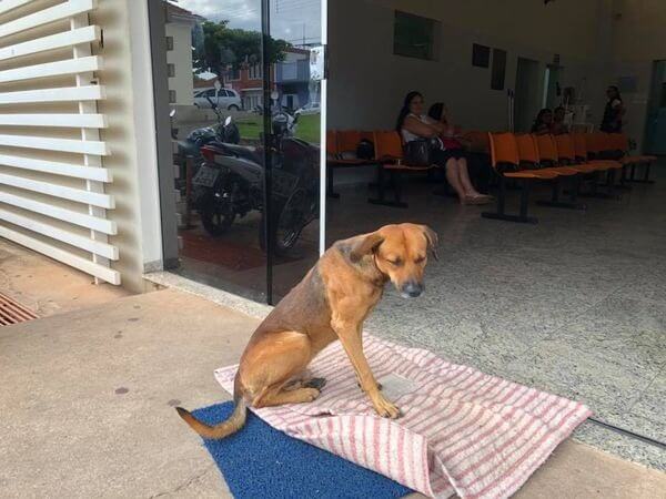 Cachorro deitado em calçada